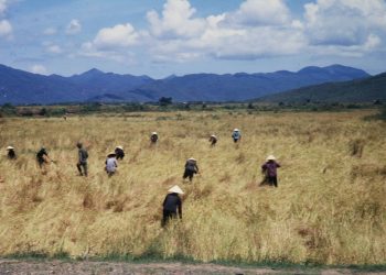 Nghe nhạc: bài hát Nắng Đẹp Miền Nam (Lam Phương & Hồ Đình Phương)