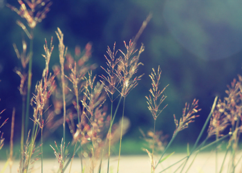 Cảm nhận âm nhạc – Bông Cỏ May của nhạc sĩ Trúc Phương: Cỏ may đan gấu chân tròn…