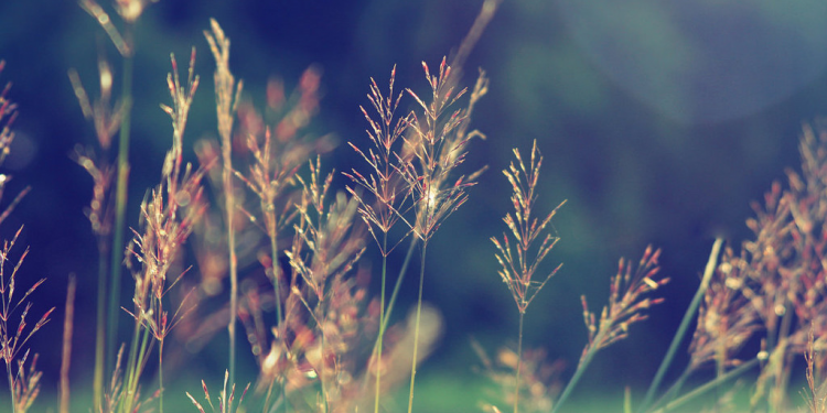 Cảm nhận âm nhạc – Bông Cỏ May của nhạc sĩ Trúc Phương: Cỏ may đan gấu chân tròn…