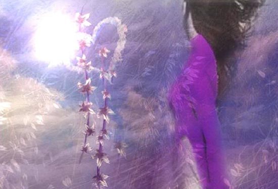 Chuyện tình buồn của “Hoa trắng thôi cài lên áo tím”