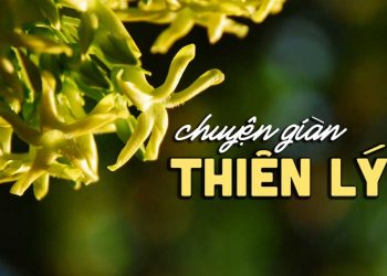 Hoàn cảnh sáng tác “Chuyện Giàn Thiên Lý” (nhạc sĩ Anh Bằng) – Nhà tôi ở cuối chân đồi, có giàn thiên lý có người tôi thương…