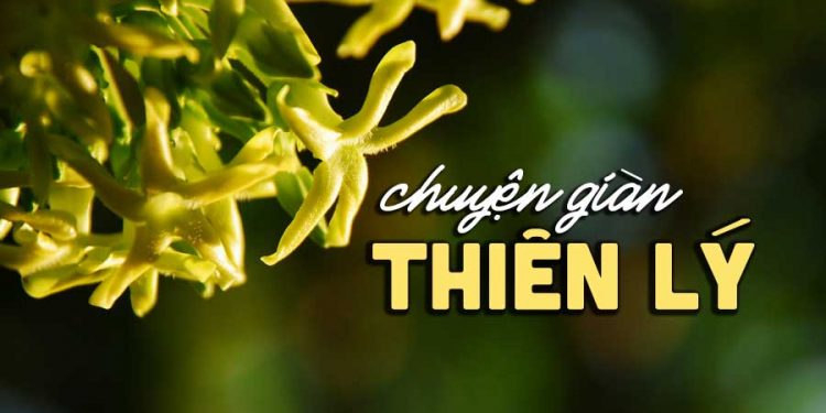 Hoàn cảnh sáng tác “Chuyện Giàn Thiên Lý” (nhạc sĩ Anh Bằng) – Nhà tôi ở cuối chân đồi, có giàn thiên lý có người tôi thương…
