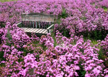 Truyền thuyết loài hoa Thạch Thảo trong bài hát Mùa Thu Chết