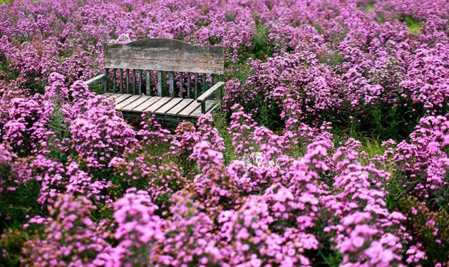 Truyền thuyết loài hoa Thạch Thảo trong bài hát Mùa Thu Chết