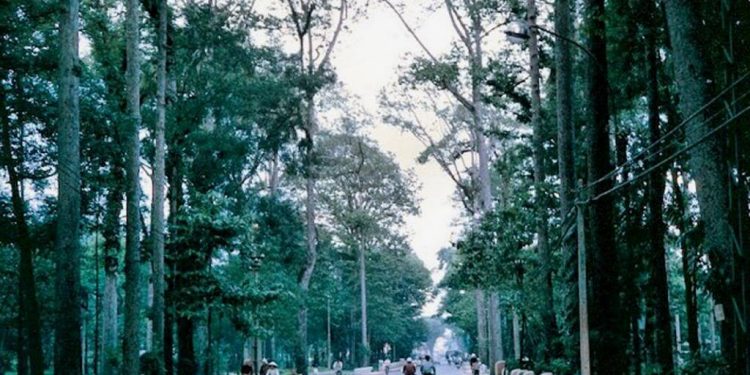 Những hàng cây cổ thụ của Saigon