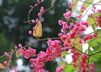 Đi tìm tác giả bí ẩn TTKh của Hai Sắc Hoa Ti Gôn