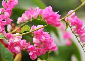 Hai Sắc Hoa Tigon – Bài thơ bất tử đến từ trong sọt rác