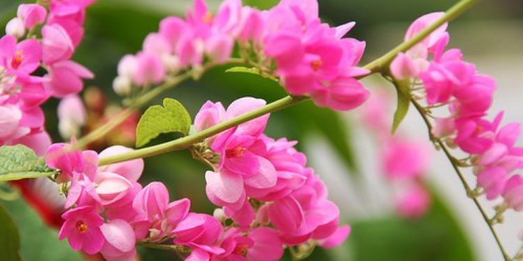 Hai Sắc Hoa Tigon – Bài thơ bất tử đến từ trong sọt rác