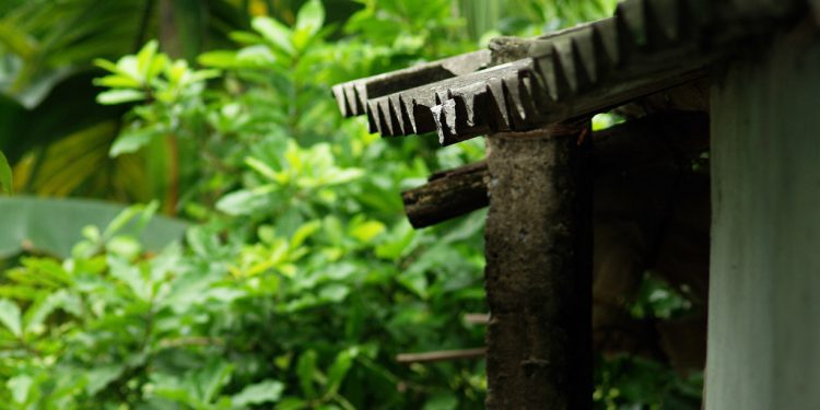 Bài hát Còn Thương Rau Đắng… “coi cỏi đốt đồng…” hay “coi khói đốt đồng…”, “ba vá miếng dừa…” hay “ba vá miểng vùa…”