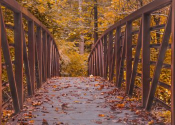 Hoàn cảnh sáng tác bài hát bất tử “Mùa Thu Không Trở Lại” của nhạc sĩ Phạm Trọng
