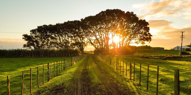 Cảm nhận âm nhạc – Đồng Xanh: “Ta yêu đồng xanh như đã yêu thương con người…”