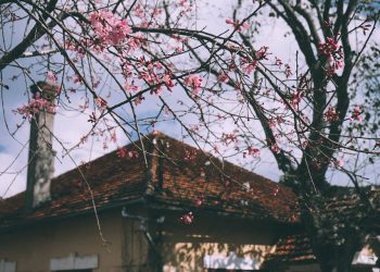 Nhạc sĩ Hoàng Nguyên và những tình khúc bất hủ về Đà Lạt: Ai Lên Xứ Hoa Đào, Bài Thơ Hoa Đào