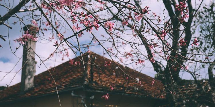 Nhạc sĩ Hoàng Nguyên và những tình khúc bất hủ về Đà Lạt: Ai Lên Xứ Hoa Đào, Bài Thơ Hoa Đào