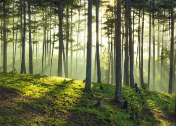 Những “Mùa Trồng Cây” ở Đà Lạt thập niên 1950