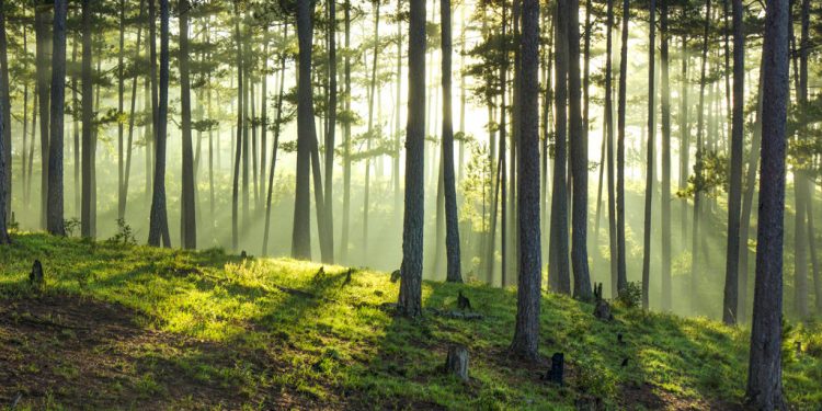 Những “Mùa Trồng Cây” ở Đà Lạt thập niên 1950