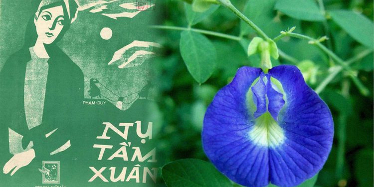 Giai thoại liên quan đến ca khúc Nụ Tầm Xuân (nhạc sĩ Phạm Duy): “Nụ tầm xuân nở ra xanh biếc…”