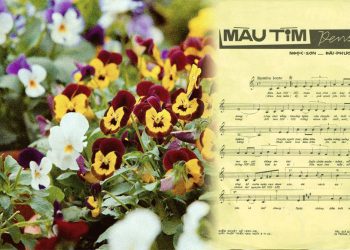 Hoa Pensée và chuyện tình bi thương trong 2 ca khúc “Màu Tím Pensée” – “Mùa Pensée Nở” (Đài Phương Trang)