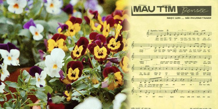 Hoa Pensée và chuyện tình bi thương trong 2 ca khúc “Màu Tím Pensée” – “Mùa Pensée Nở” (Đài Phương Trang)