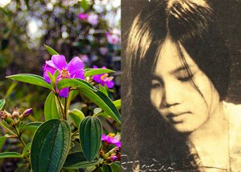 Chuyện tình trong bài hát “Thu, Hát Cho Người” của Vũ Đức Sao Biển: “Ta vẫn chờ em dưới gốc sim già đó…”