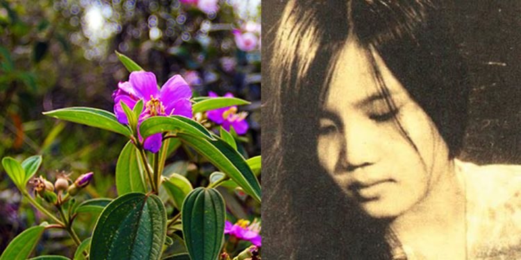 Chuyện tình trong bài hát “Thu, Hát Cho Người” của Vũ Đức Sao Biển: “Ta vẫn chờ em dưới gốc sim già đó…”