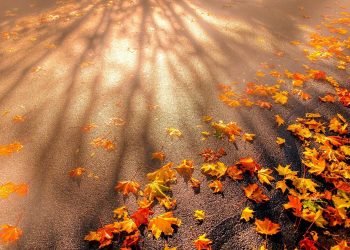 Cảm nhận âm nhạc: Đường Chiều Lá Rụng (Phạm Duy) – Kiếp lá và phận người