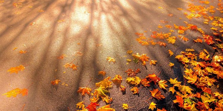 Cảm nhận âm nhạc: Đường Chiều Lá Rụng (Phạm Duy) – Kiếp lá và phận người