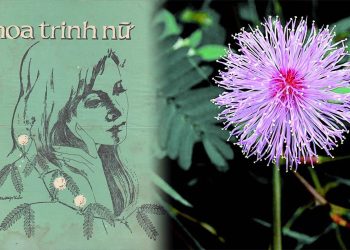 Hoa Trinh Nữ một thời vang bóng và những âm thanh ngầy ngật cơn say…