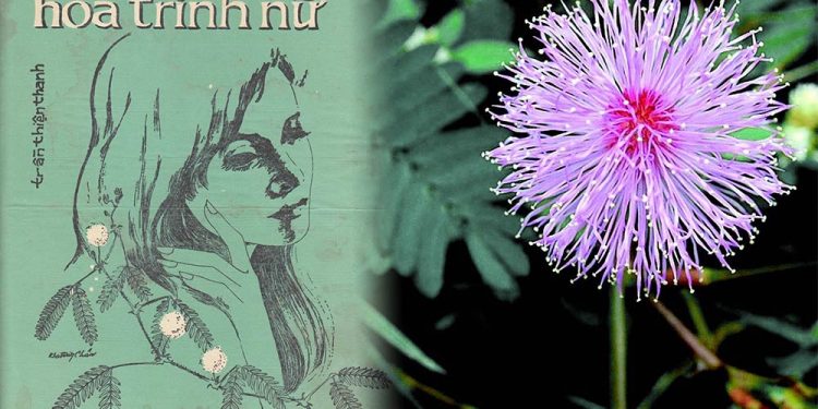 Hoa Trinh Nữ một thời vang bóng và những âm thanh ngầy ngật cơn say…