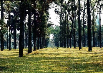 Tuyển chọn những hình ảnh Sài Gòn xưa rợp bóng cây xanh