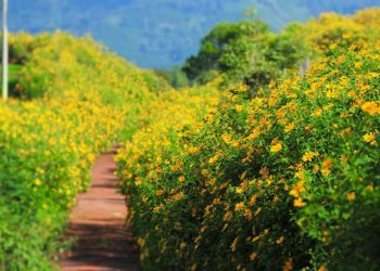 Ý nghĩa của bài thơ Động Hoa Vàng (Phạm Thiên Thư) – Rằng xưa có gã từ quan…