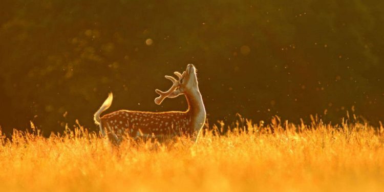 Tính “ước lệ” trong âm nhạc