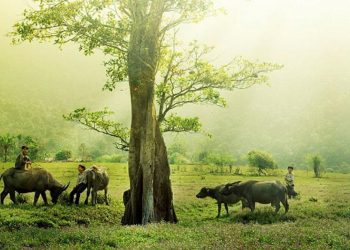 Hình ảnh làng quê Việt Nam qua nhạc Phạm Duy thập niên 1950