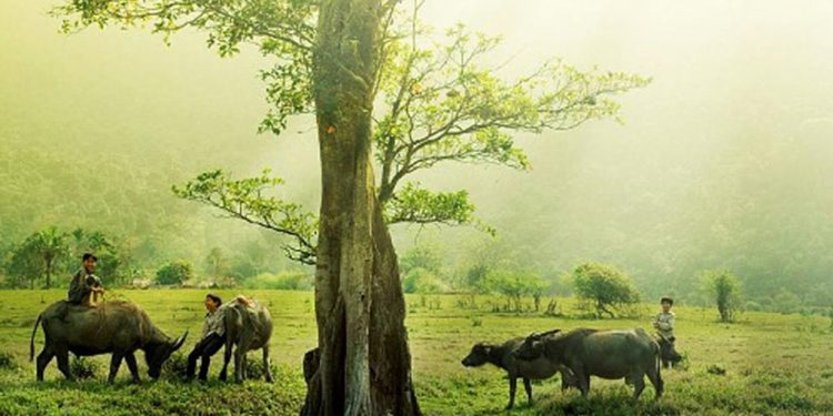 Hình ảnh làng quê Việt Nam qua nhạc Phạm Duy thập niên 1950