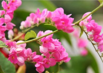 Sự tích hoa Tigôn – Loài hoa “tim vỡ” xuất hiện trong nhạc vàng