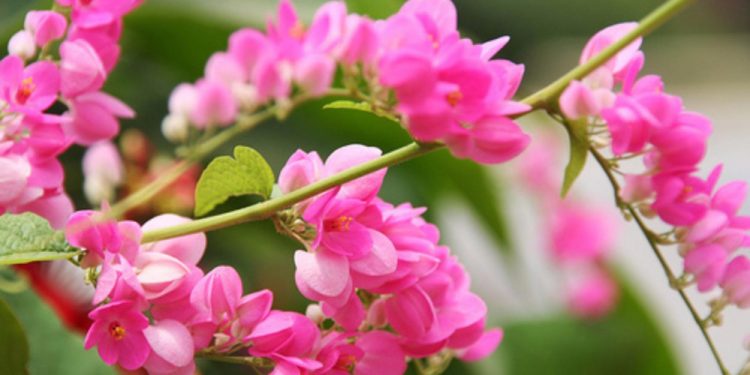 Sự tích hoa Tigôn – Loài hoa “tim vỡ” xuất hiện trong nhạc vàng