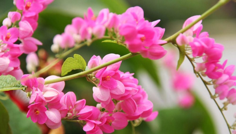 Sự tích hoa Tigôn – Loài hoa “tim vỡ” xuất hiện trong nhạc vàng