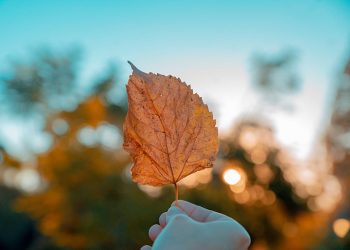 “Lá Diêu Bông” – Một mối tình đơn phương lãng mạn 90 năm trước