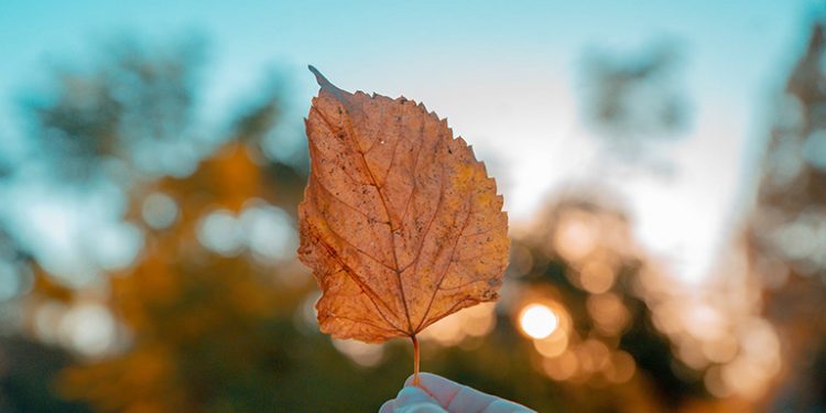 “Lá Diêu Bông” – Một mối tình đơn phương lãng mạn 90 năm trước