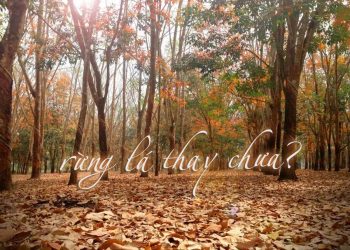 Nhạc sĩ Huỳnh Anh và ca khúc Rừng Lá Thay Chưa (thơ Hoàng Ngọc Ẩn) – “Dài tay đếm từng nhung nhớ…”