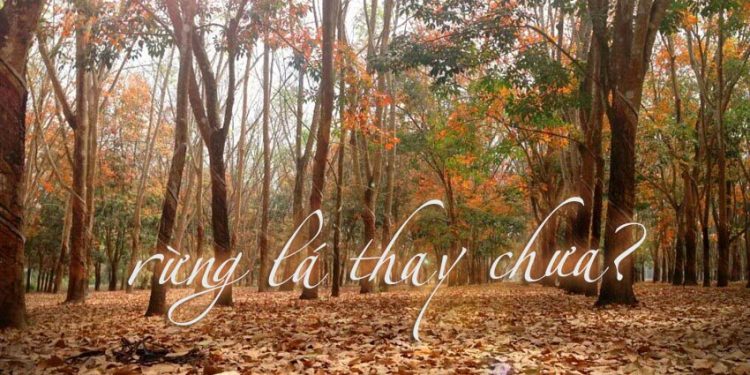 Nhạc sĩ Huỳnh Anh và ca khúc Rừng Lá Thay Chưa (thơ Hoàng Ngọc Ẩn) – “Dài tay đếm từng nhung nhớ…”