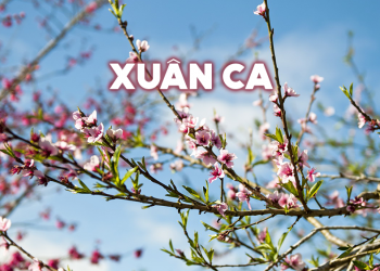 Ngày Xuân, nói về “Nhạc Xuân”