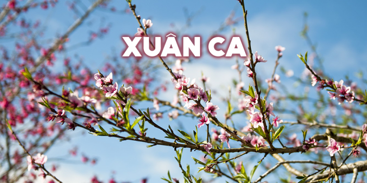 Ngày Xuân, nói về “Nhạc Xuân”