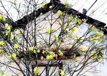 Giới thiệu một số ca khúc nhạc xuân mới sáng tác