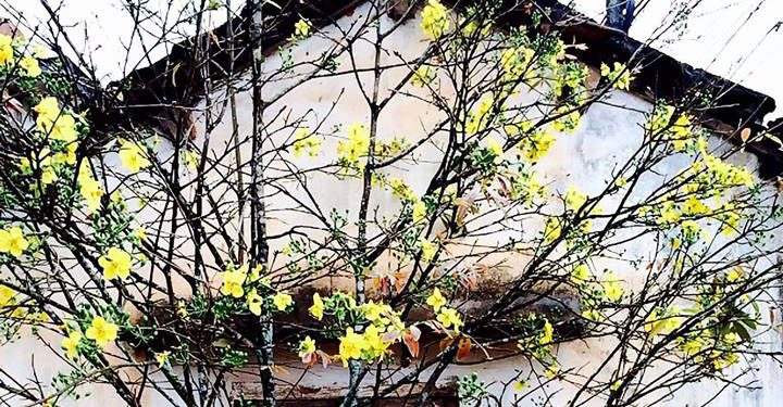 Giới thiệu một số ca khúc nhạc xuân mới sáng tác