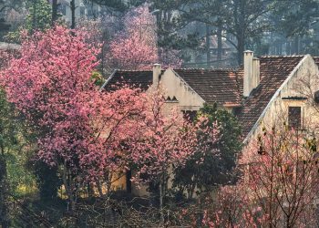 Ai lên xứ hoa đào Đà Lạt?
