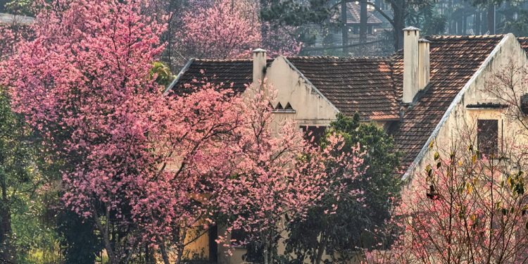 Ai lên xứ hoa đào Đà Lạt?