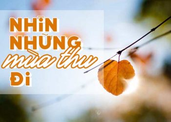 Hoàn cảnh sáng tác và cảm nhận về ca khúc Nhìn Những Mùa Thu Đi (Trịnh Công Sơn)
