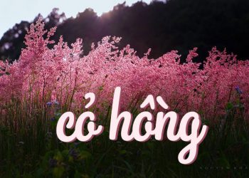 “Cỏ Hồng” của nhạc sĩ Phạm Duy, bài hát dành cho tuổi thanh xuân mê đắm