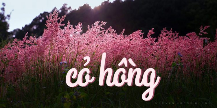 “Cỏ Hồng” của nhạc sĩ Phạm Duy, bài hát dành cho tuổi thanh xuân mê đắm
