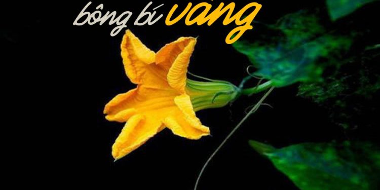 Ca khúc “Bông Bí Vàng” (nhạc sĩ Bắc Sơn) – Bài hát cho những mối tình dở dang chốn miệt vườn